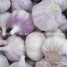 4.5cm, 5.0cm, 5.5cm Normal White Garlic